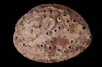 藏品(日本鮑螺)的圖片